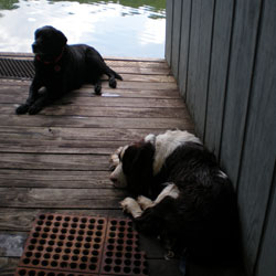 hercules and bruno, my boys
